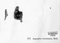Nematogonum ferrugineum image